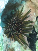 49 Reef Urchin IMG 3250
